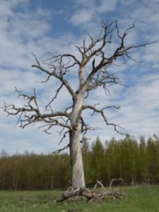 Eken vid Snogeholmsparkeringen