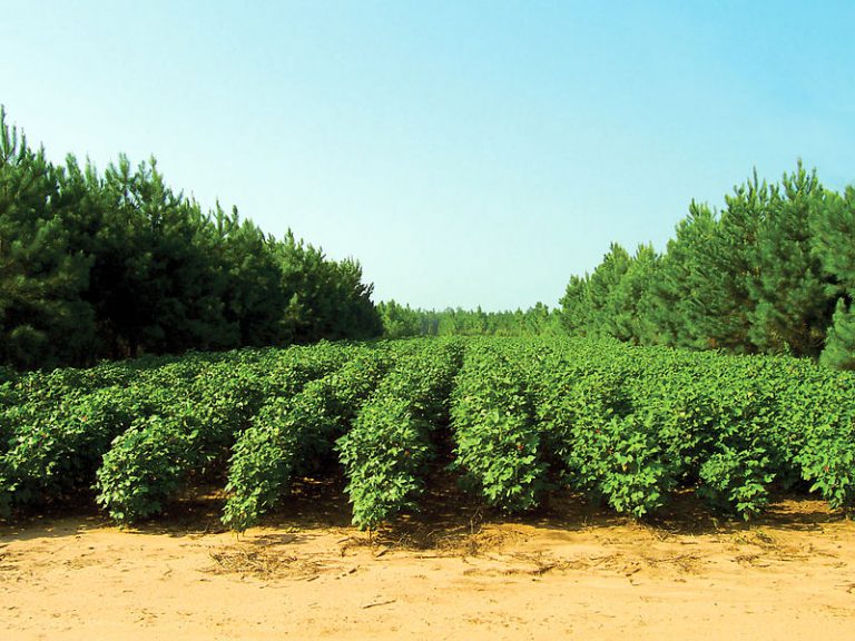 Agroforestry - pines and cotton